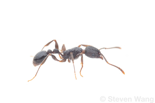 Tetramorium tosiiTetramorium tosii