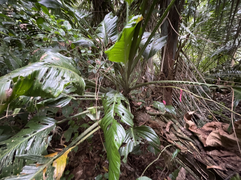 Monstera Costaricensis From Str Sarapiqu Heredia CR On February 9 monstera-costaricensis-from-str-sarapiqu-heredia-cr-on-february-9