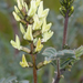 Astragalus lentiginosus nigricalycis - Photo (c) Alice Abela, todos los derechos reservados