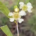 Leptospermum pallidum - Photo (c) David Tng, all rights reserved, uploaded by David Tng
