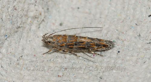Metharmostis