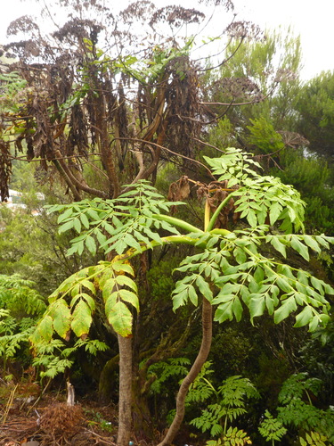 Parsnip palm