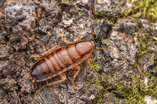 Celatoblatta laevispinata · iNaturalist