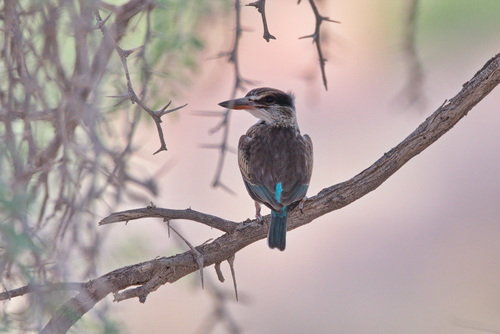 Striped Kingfisher