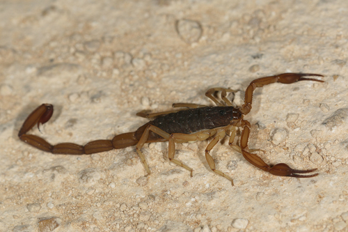 Slender Brown Scorpion