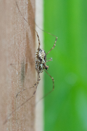Megabunus diadema