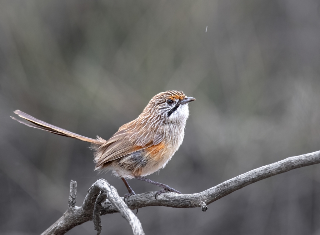 Striated Grasswren photo