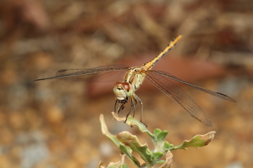 Wandering Percher