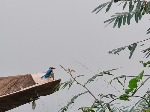 Woodland Kingfisher