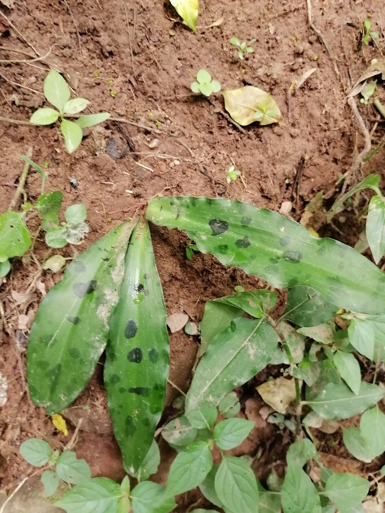 Resnova maxima