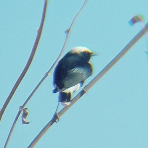 White-crowned Wheatear