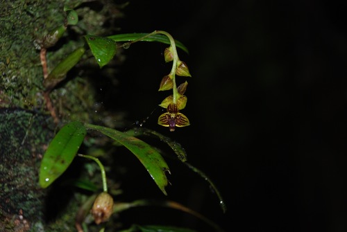 Bulbophyllum francoisii