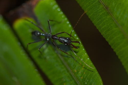 Odontomachus coquereli