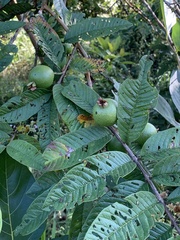 Psidium guajava image