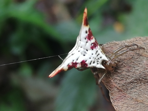 Micrathena lucasi