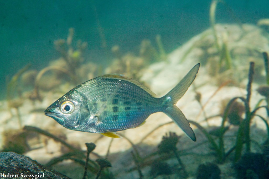 Yellowfin Mojarra (Gerres cinereus)