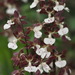 Calanthe discolor - Photo (c) Zack，保留所有權利