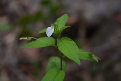 Hybanthus galeottii
