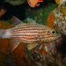 Tiger Cardinalfish - Photo (c) Ian Shaw, all rights reserved, uploaded by Ian Shaw