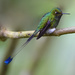 Booted Racket-Tail - Photo (c) Luis Panama, all rights reserved, uploaded by Luis Panama
