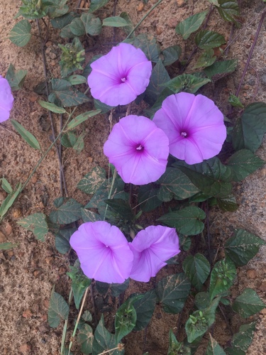 Ipomoea involucrata