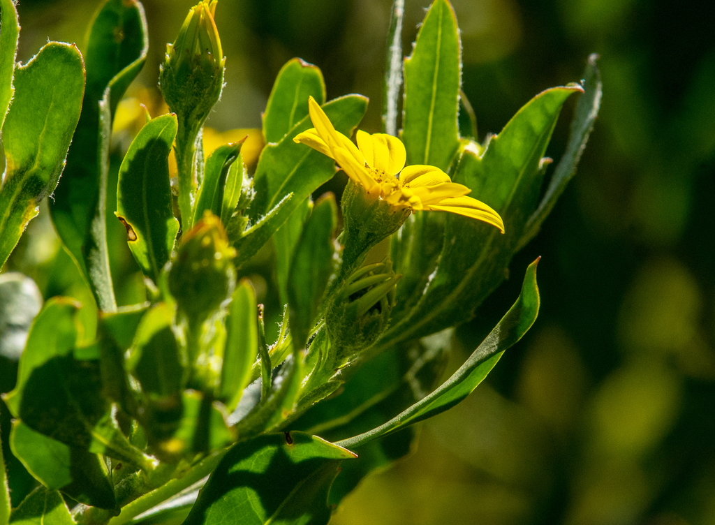 Bitou Flower Bietou from Los Angeles County, CA, USA on February 10, 2022 at 12:48 ...