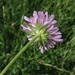 Knautia transalpina - Photo (c) paolapalazzolo, all rights reserved, uploaded by paolapalazzolo