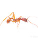Treat's Collared Ant - Photo (c) Steven Wang, all rights reserved, uploaded by Steven Wang