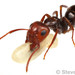 Camponotus sexguttatus - Photo (c) Steven Wang, todos los derechos reservados, subido por Steven Wang