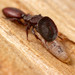 Northern Caribbean Turtle Ant - Photo (c) Steven Wang, all rights reserved, uploaded by Steven Wang
