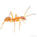 Wilson’s Field Ant - Photo (c) Steven Wang, all rights reserved, uploaded by Steven Wang