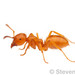 Citronella Ants - Photo (c) Steven Wang, all rights reserved, uploaded by Steven Wang