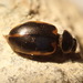 Ulke's Boreal Ladybeetle - Photo (c) maria_l, all rights reserved, uploaded by maria_l