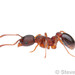 American Furrowed Ant - Photo (c) Steven Wang, all rights reserved, uploaded by Steven Wang