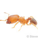 Variable Big-headed Ant - Photo (c) Steven Wang, all rights reserved, uploaded by Steven Wang