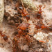 Pheidole constipata - Photo (c) Steven Wang, all rights reserved, uploaded by Steven Wang
