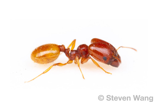 Pheidole gilvescensPheidole gilvescens