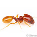 Pilifera-group Big-headed Ants - Photo (c) Steven Wang, all rights reserved, uploaded by Steven Wang
