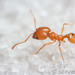 Morris' Big-headed Ant - Photo (c) Steven Wang, all rights reserved, uploaded by Steven Wang