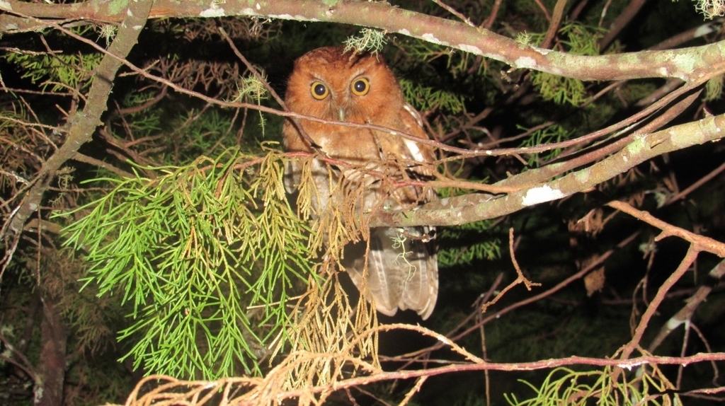 Santa Marta Screech-Owl photo