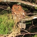 Santa Marta Screech-Owl - Photo (c) Jorge Luis, all rights reserved, uploaded by Jorge Luis