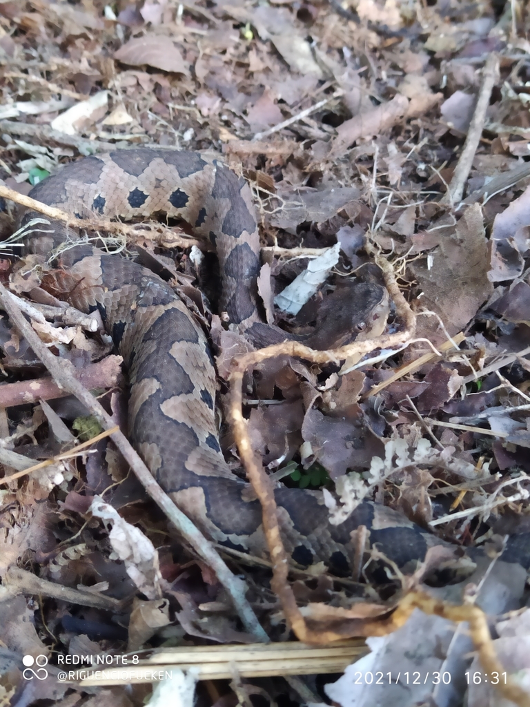 Mexican Jumping Pit Viper from 73099 Pue., México on December 30, 2021