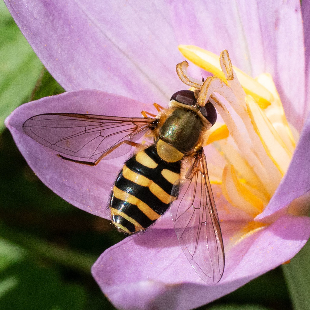 Hover fly