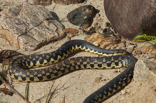 Giant Madagascan Hognose Snake