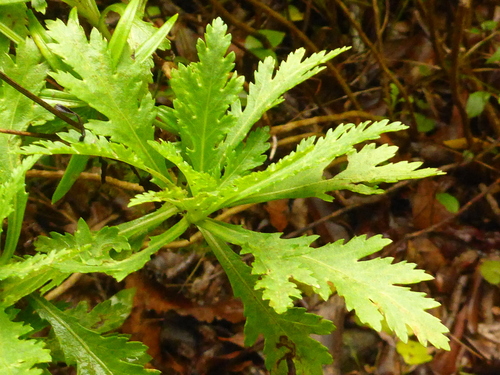Argyranthemum pinnatifidum