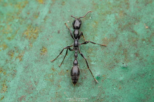 宾氏细长蚁Tetraponera binghami