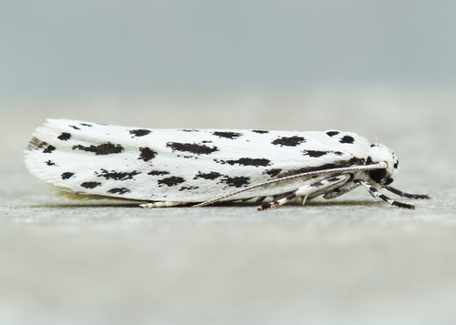 Ethmia longimaculella Chambers, 1872