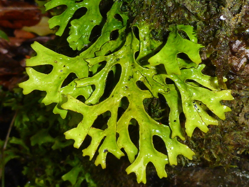 Sticta canariensis (Bory) Bory ex Delise
