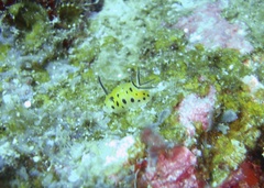 Halgerda brunneomaculata image