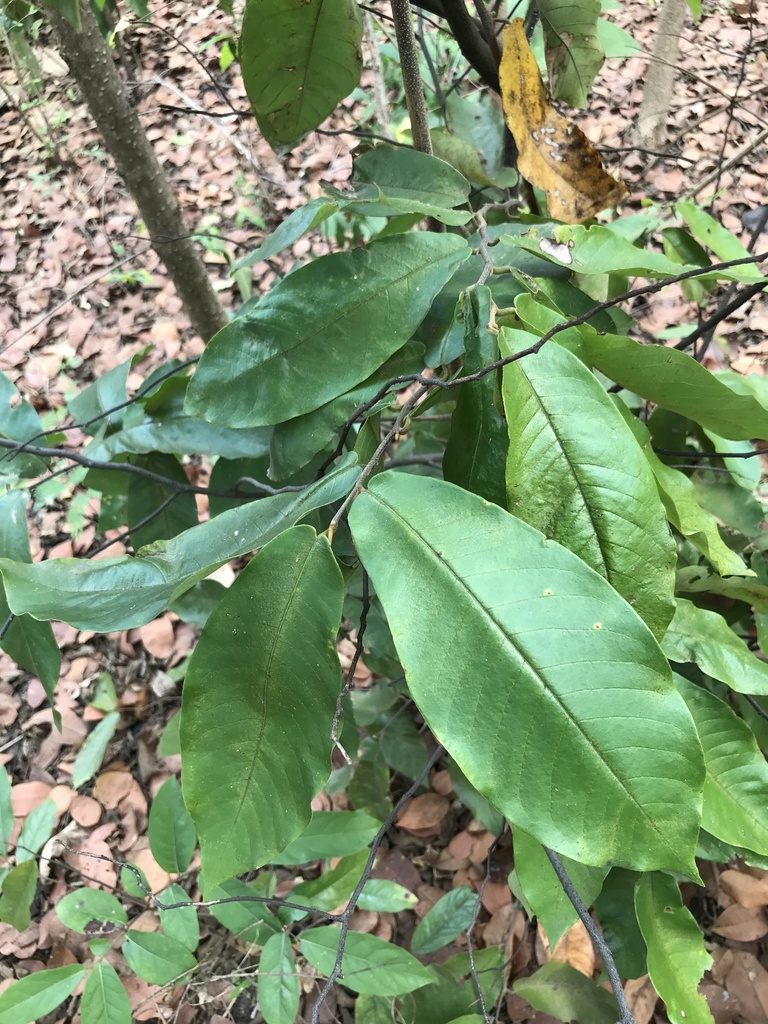 Uvaria dulcis (Uvaria dulcis)
